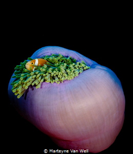 Nemo found! by Marteyne Van Well 